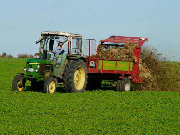 Vegetable Farm